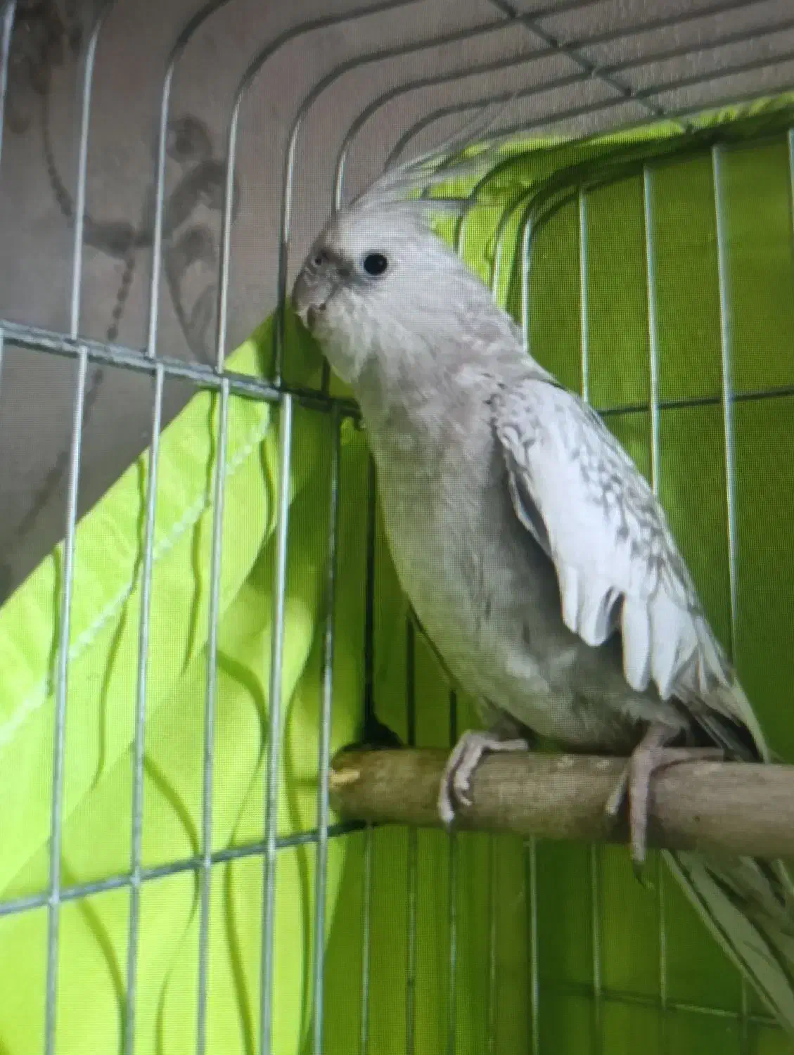 عروس هلندی|پرنده|ری, علایین|دیوار