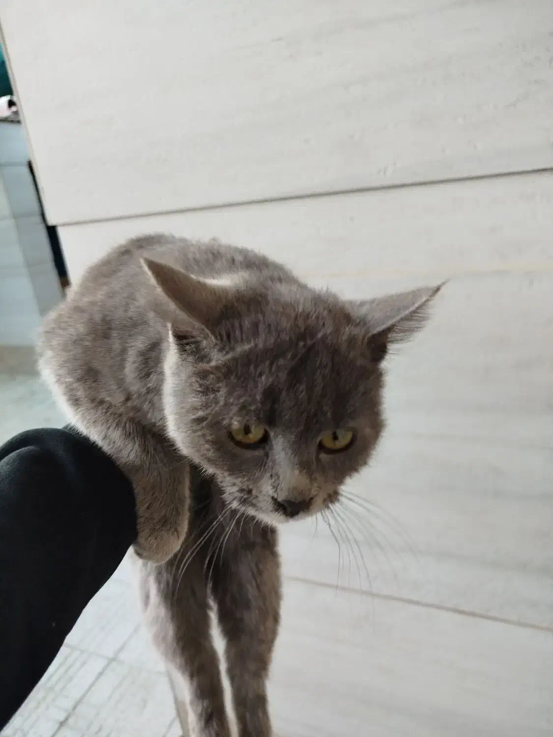 گربه خونگی واگذاری رایگان|گربه|شهرکرد, |دیوار