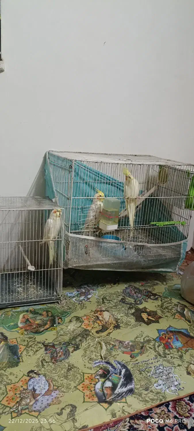 یک جفت عروس هلندی|پرنده|مشهد, کوی دروی|دیوار