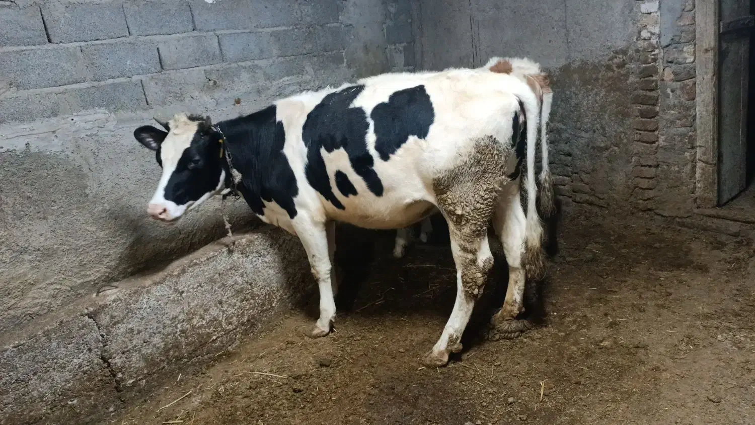 گوساله هلشتاین|حیوانات مزرعه|ویلکیج, |دیوار