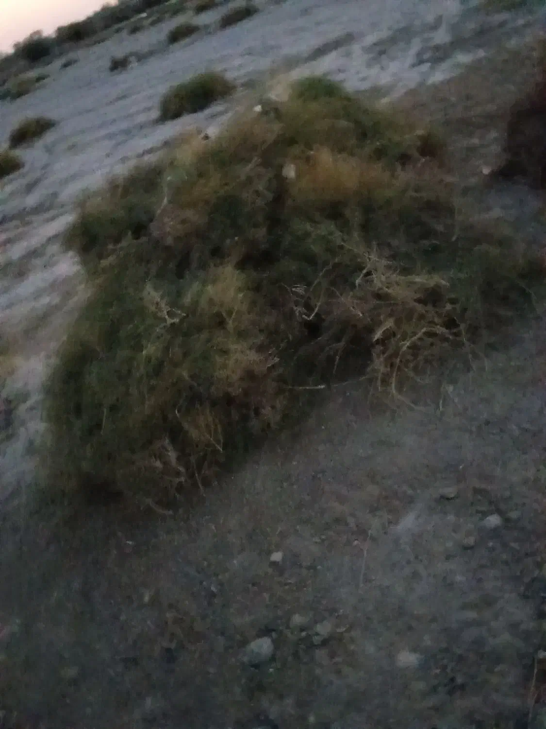 خار|لوازم جانبی حیوانات|کرباسک, |دیوار