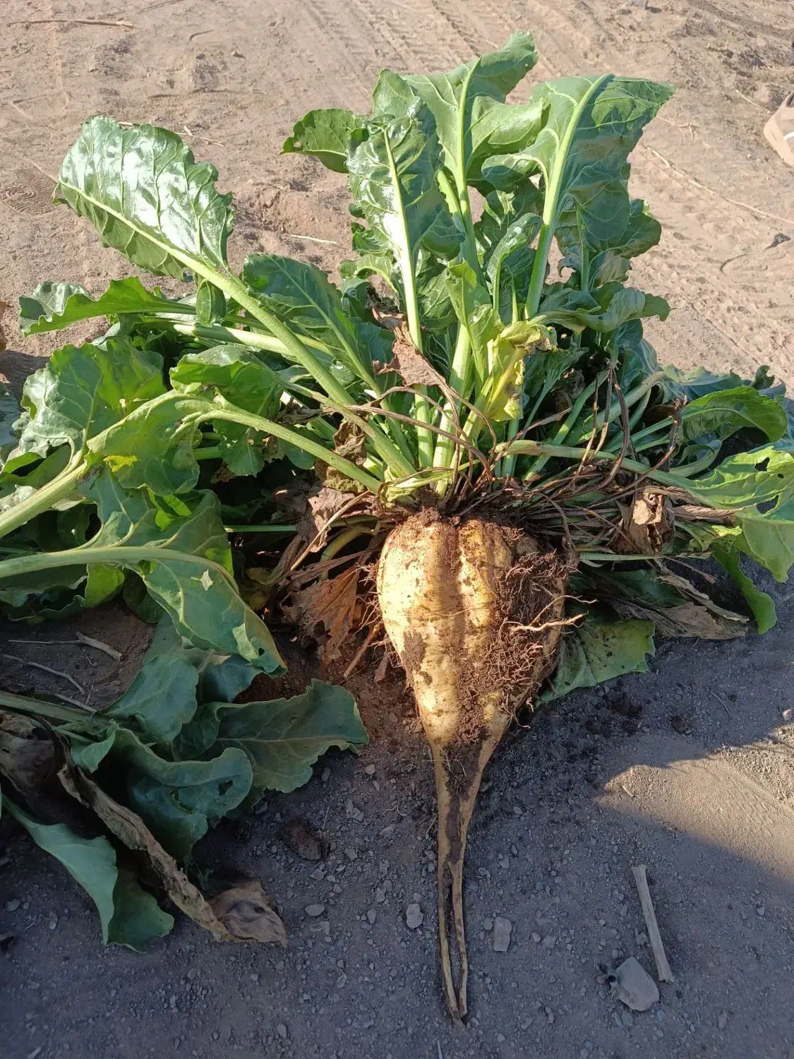 چقندر قند و تنبل|خوردنی و آشامیدنی|عطاملک, |دیوار