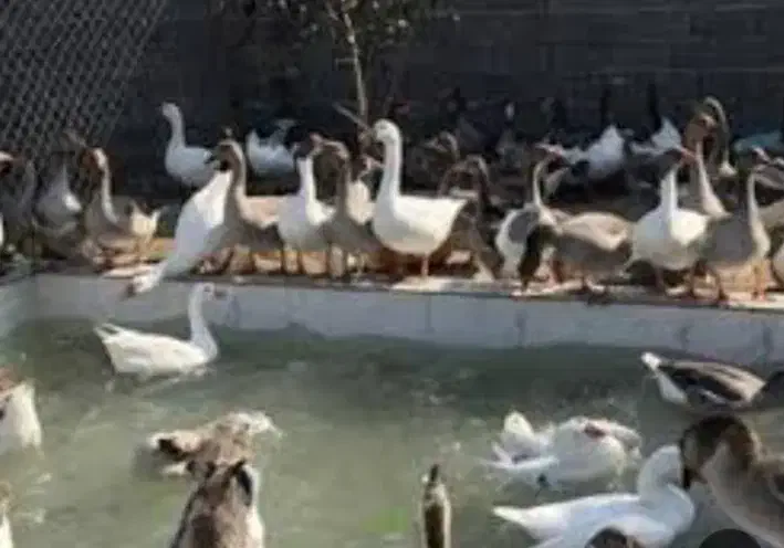 تخم غاز محلی|حیوانات مزرعه|خلیل شهر, |دیوار