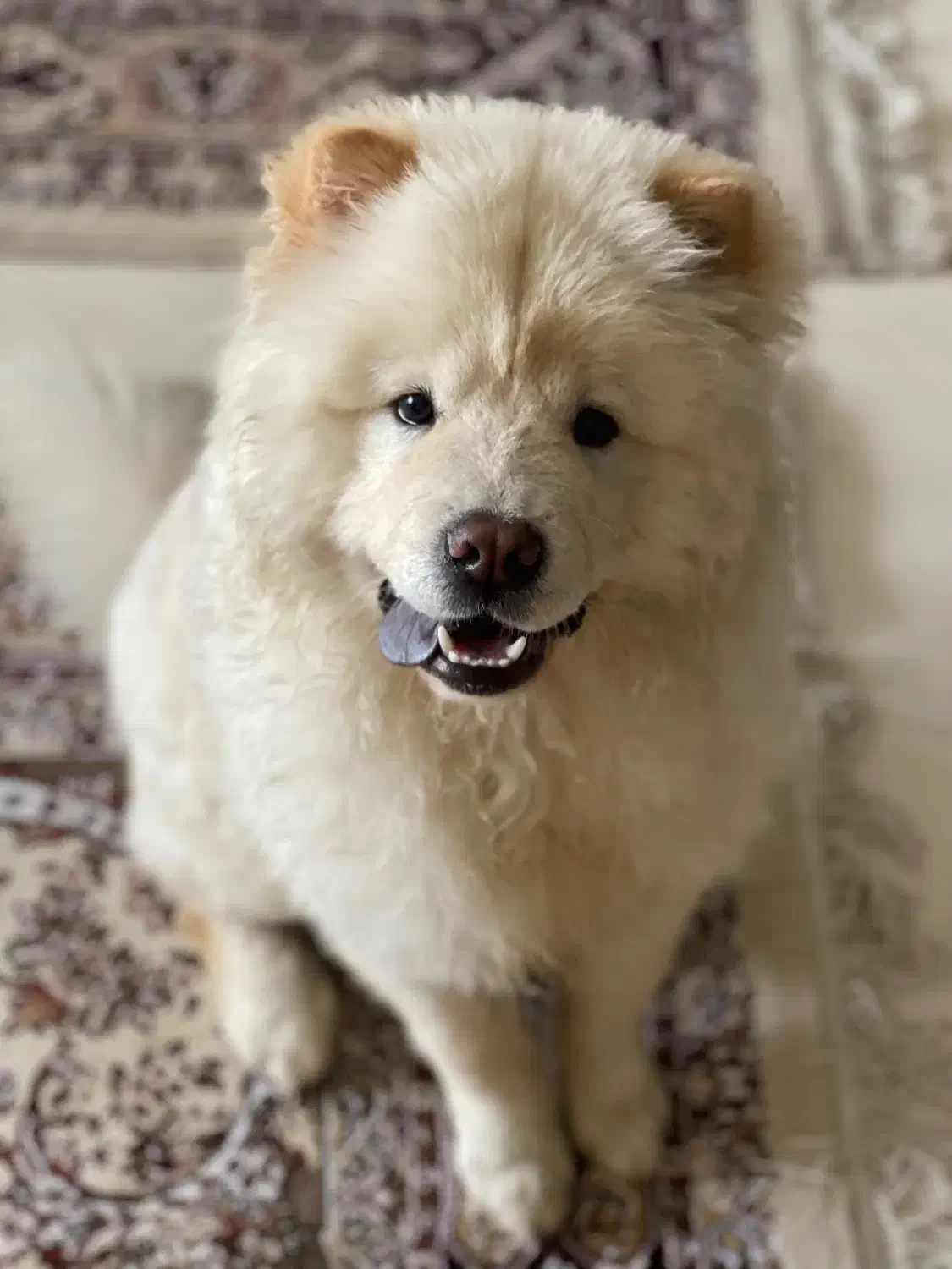 سگ چاو چاو|سگ|فردیس, منظریه|دیوار