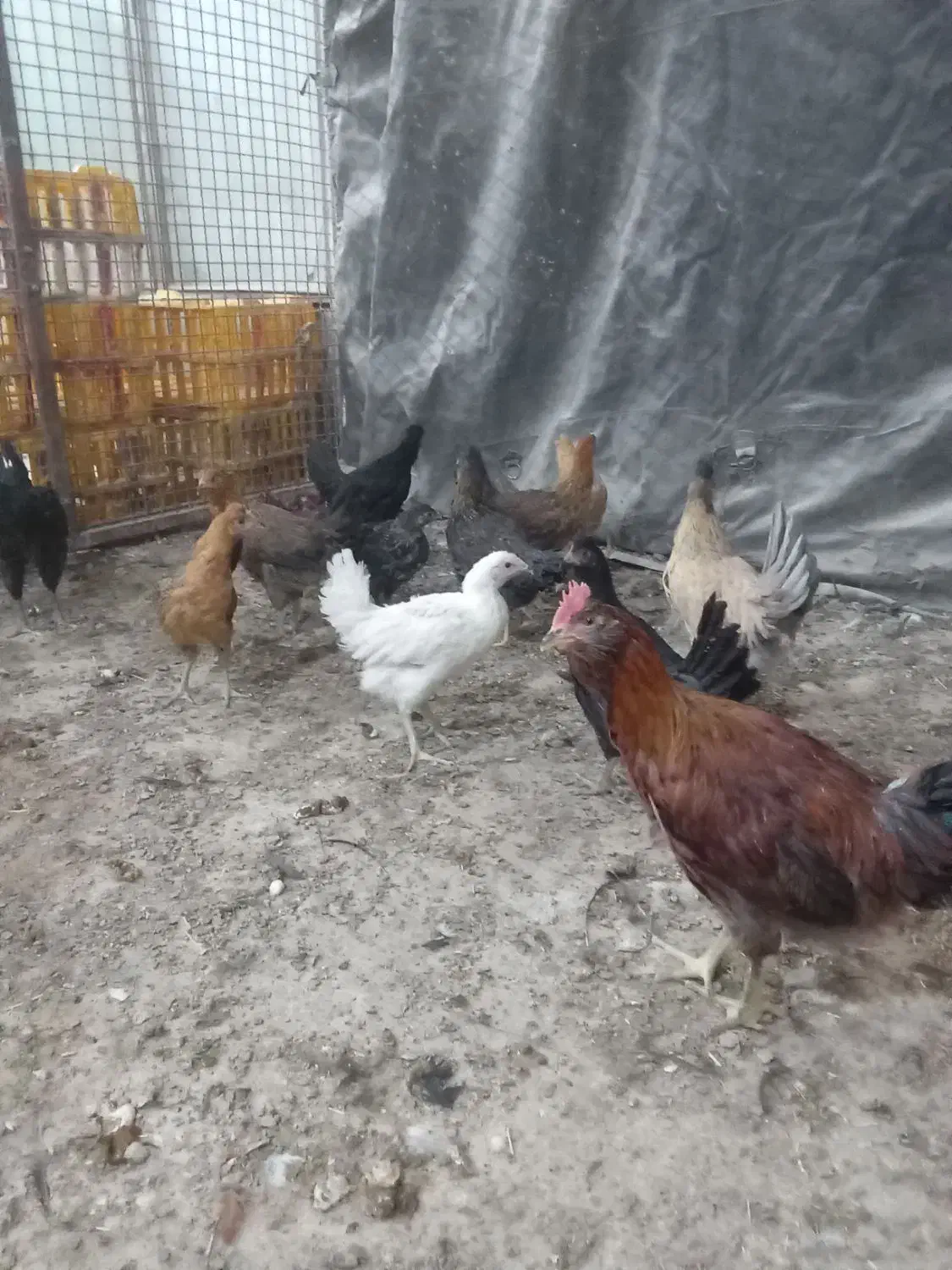 جوجه مرغ محلی|حیوانات مزرعه|سبزوار, شهرک صنعتی خاوران|دیوار