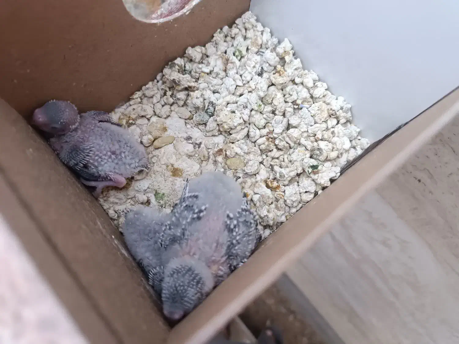 دو جفت جوجه انگلیسی گرید بالا آماده دستی شدن|پرنده|خواف, |دیوار