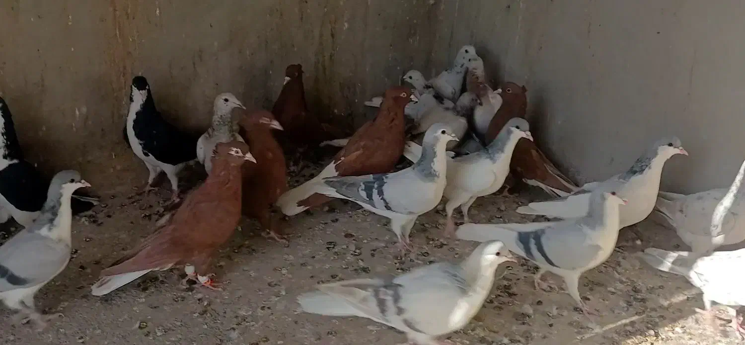 23عدد کفتر پرنده|پرنده|قزوین, |دیوار