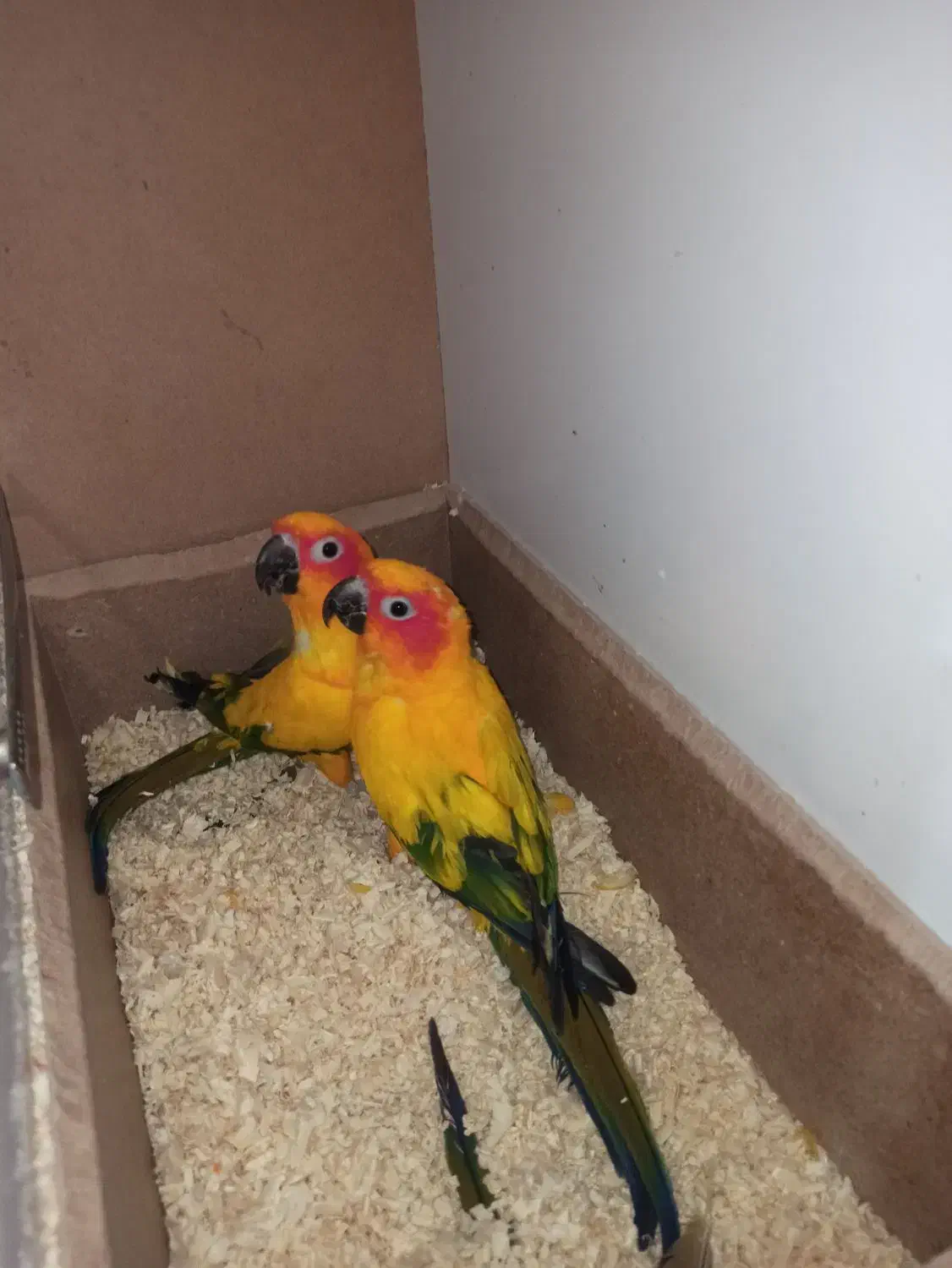 خورشیدی سان کانور خالص|پرنده|کاشمر, |دیوار