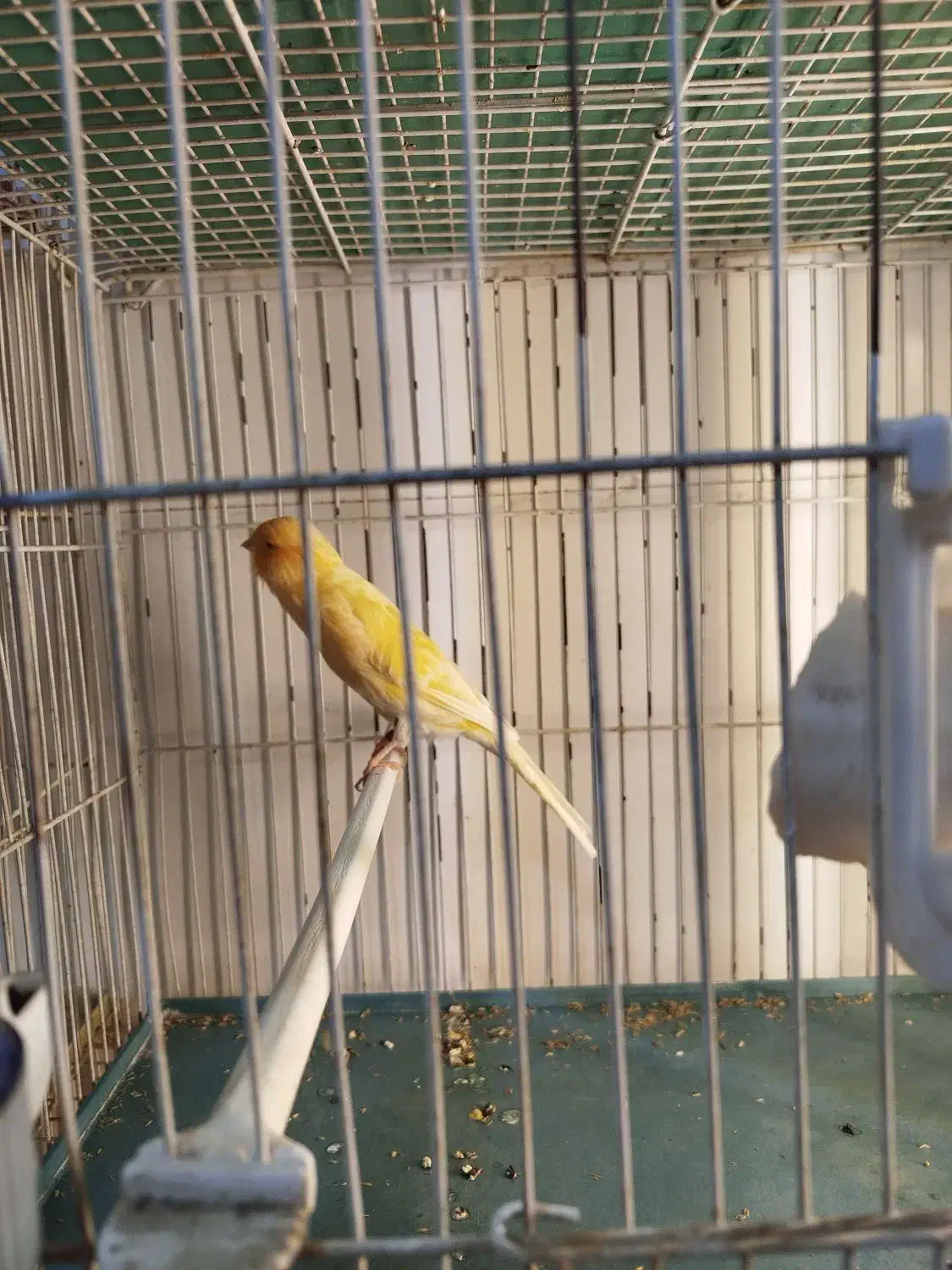 فروش قناری سوپر نر|پرنده|مرودشت, ثبت احوال|دیوار