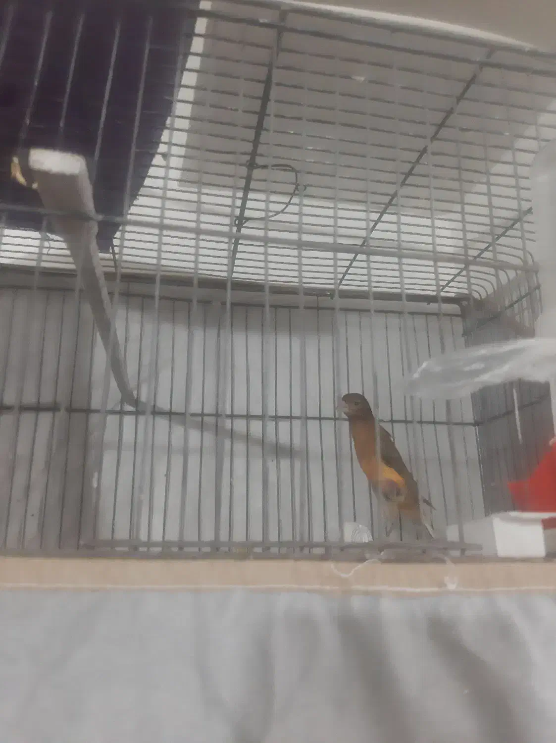 دوعدد قناری نر بخوان سالم ابهر|پرنده|ابهر, |دیوار