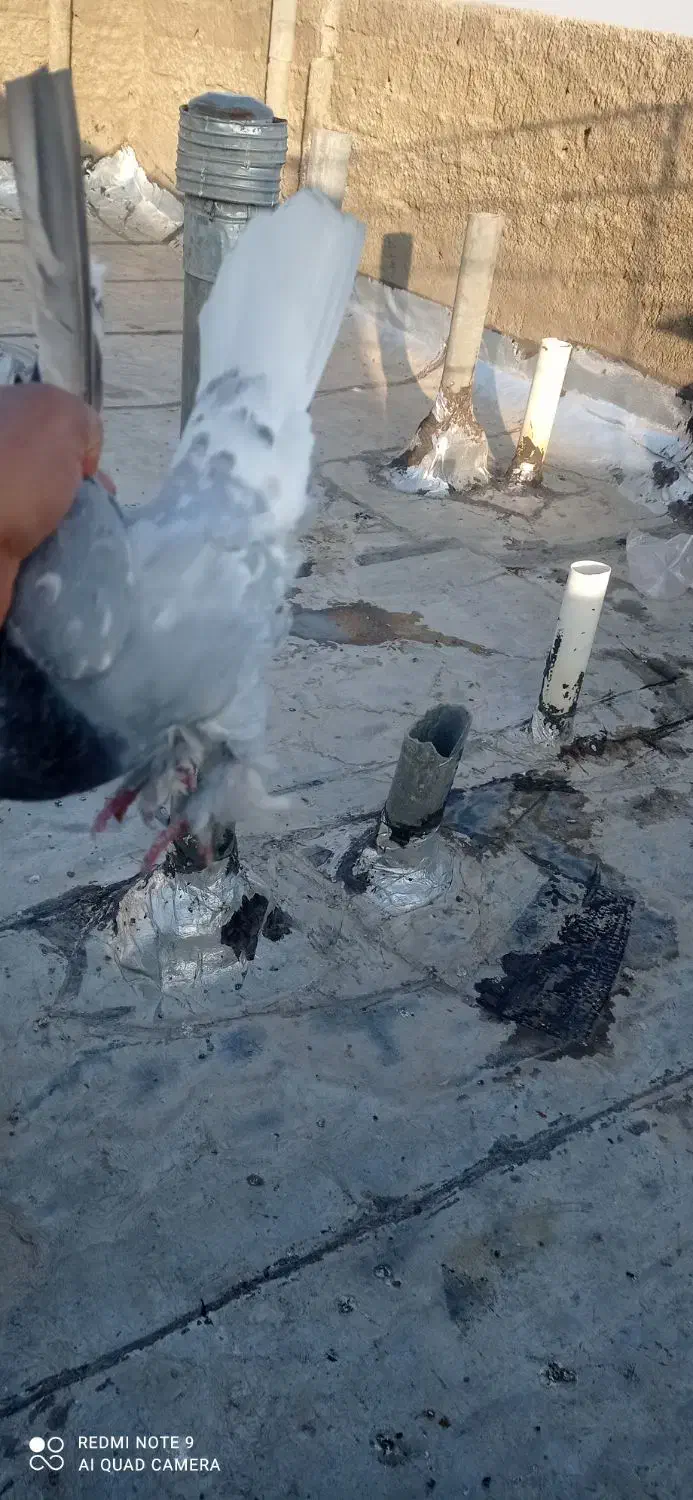 کبوتر|پرنده|شیراز, جمال آباد|دیوار