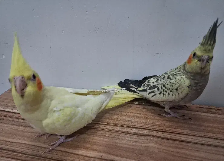 جوجه عروس هلندی ۴۰ روزه|پرنده|اصفهان, شمس آباد|دیوار