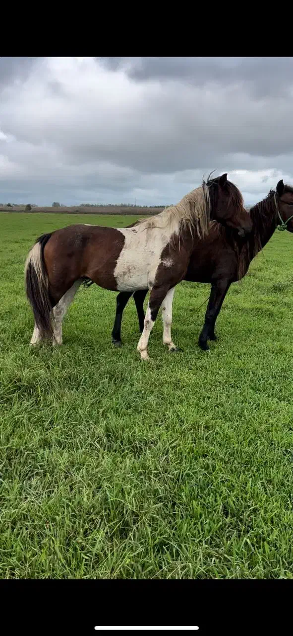 اسب سرخ پوستی آرام در سلامت کامل|اسب و تجهیزات اسبسواری|رشت, کوی فکوری|دیوار