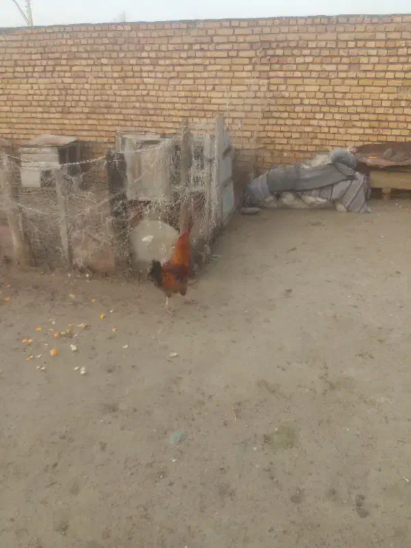 مرغ وخروس|حیوانات مزرعه|گمیشان, |دیوار