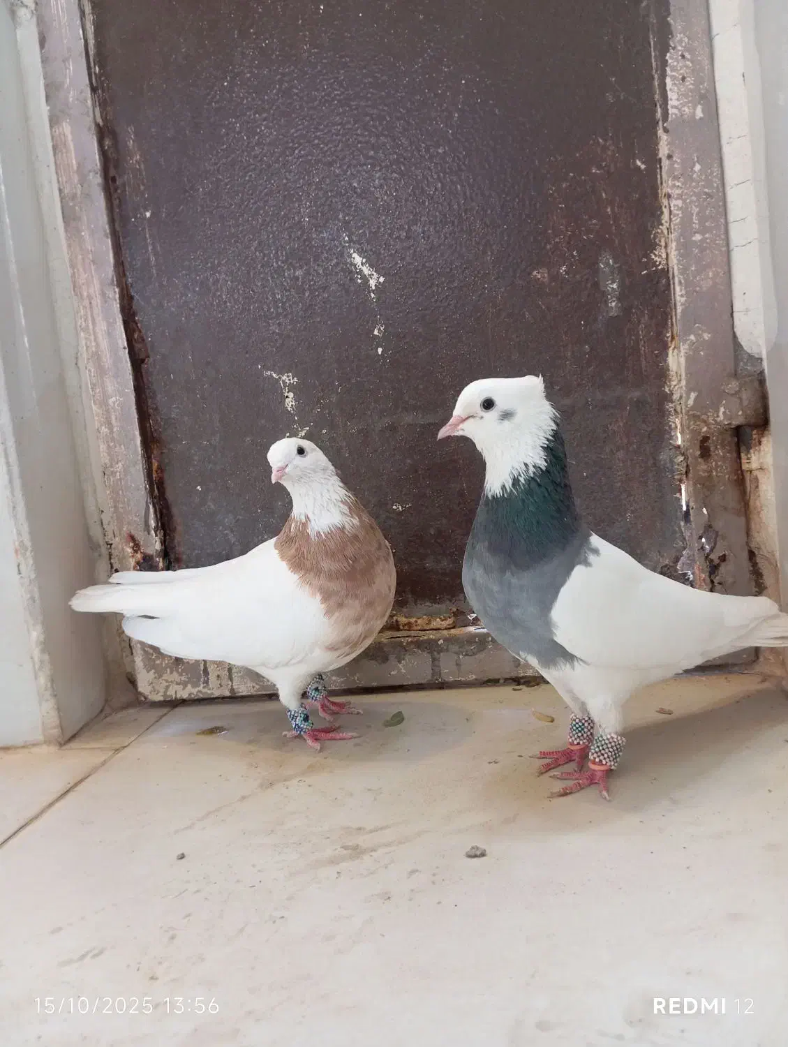 کبوتر طوقی|پرنده|پیرانشهر, |دیوار