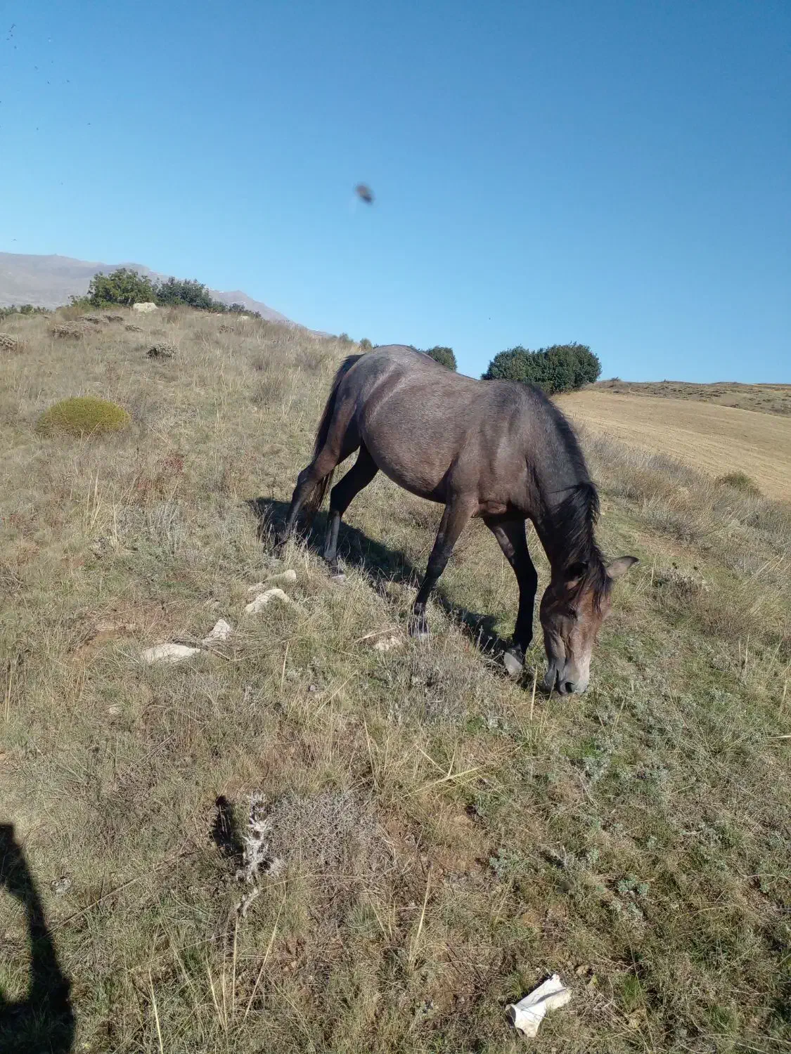 اسب ماده|اسب و تجهیزات اسبسواری|اهر, |دیوار