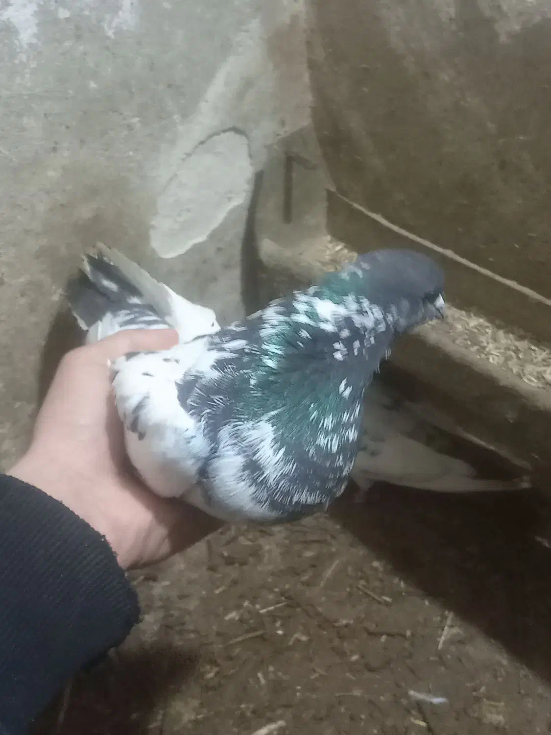 کبوتر|پرنده|مریوان, |دیوار