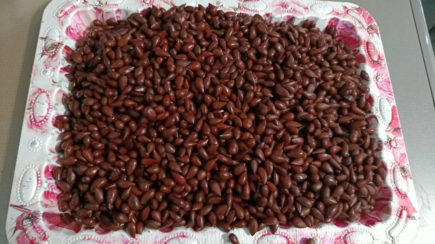 الوک|خوردنی و آشامیدنی|بوشهر, |دیوار