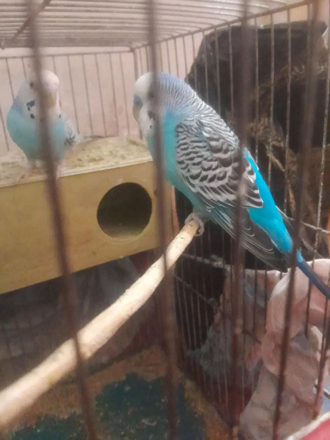 یک جفت مرغ عشق|پرنده|تبریز, |دیوار