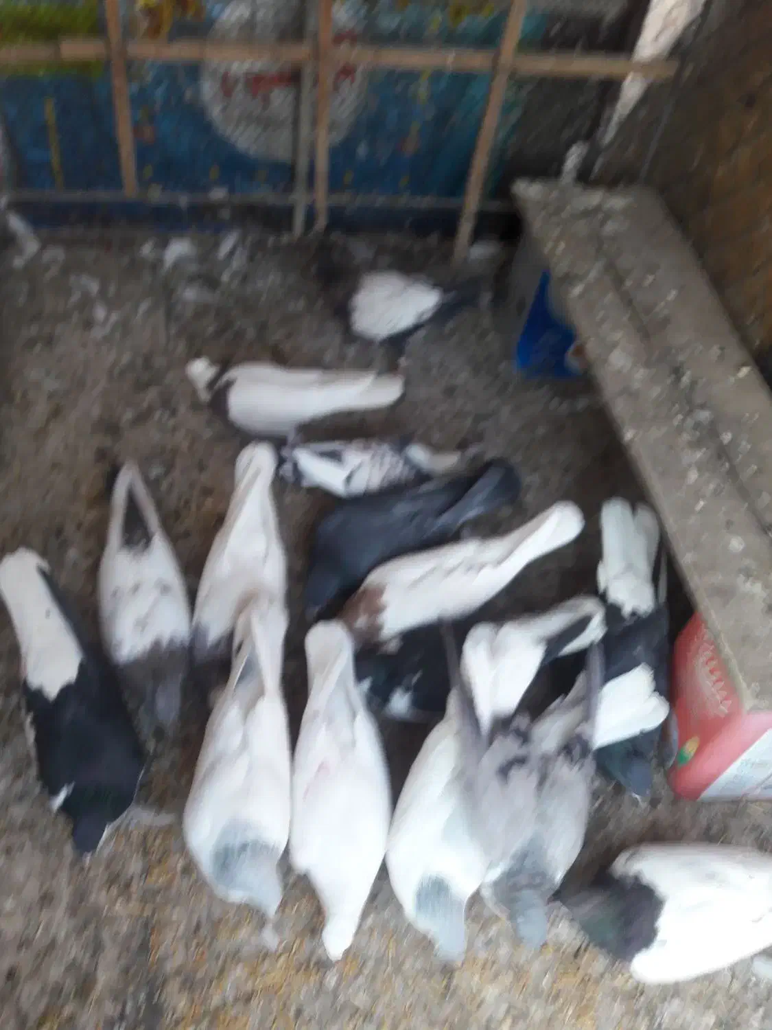 گبوتر۱۵عدد|پرنده|قزوین, |دیوار