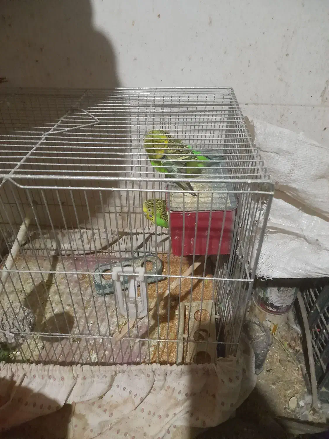 مرغ عشق|پرنده|لنجان, |دیوار