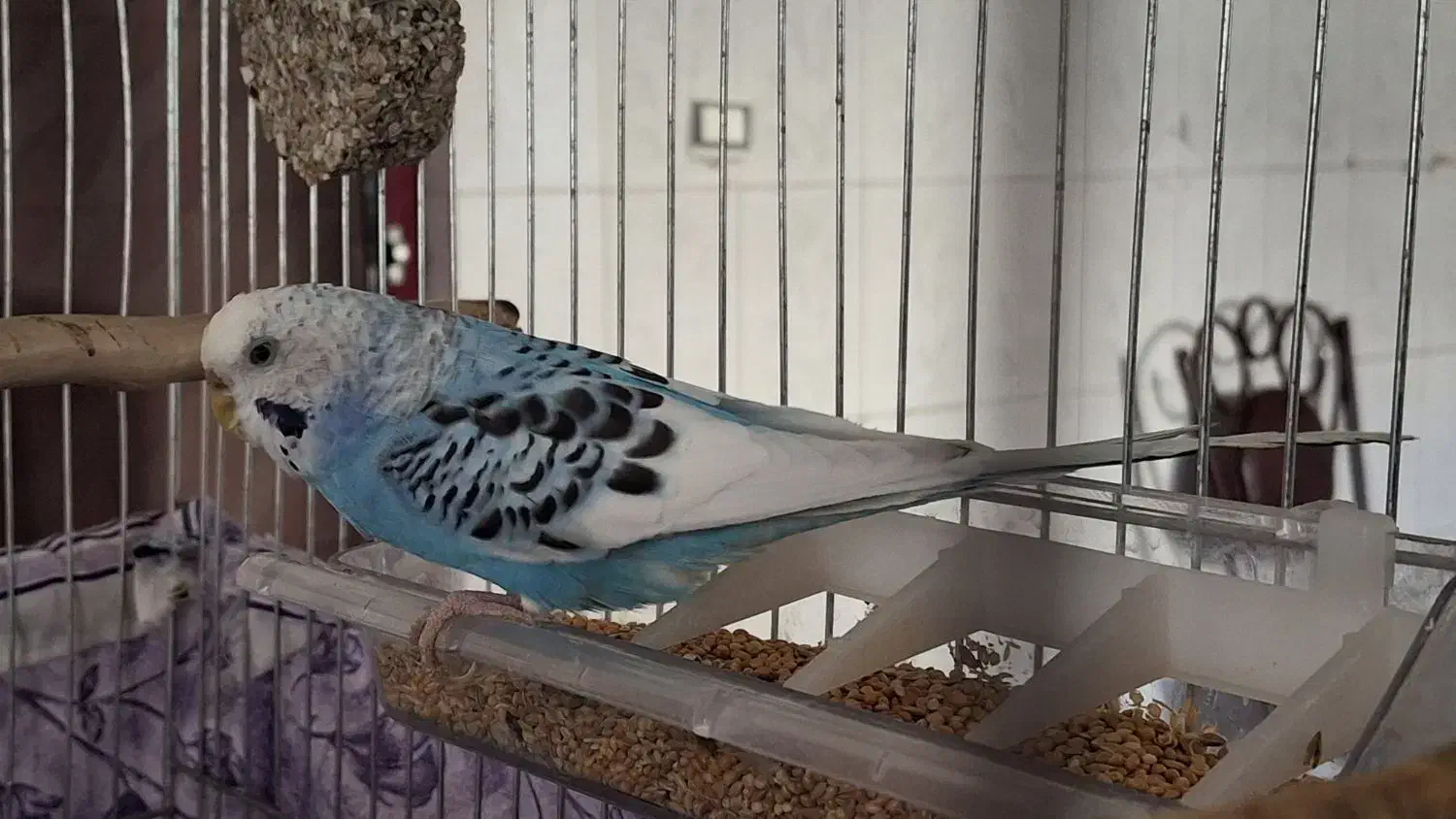 مرغ عشق|پرنده|فامنین, |دیوار