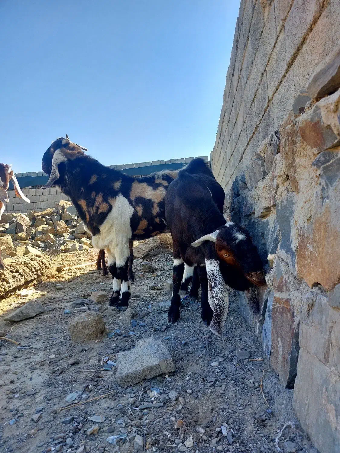 گوسفند|حیوانات مزرعه|سراوان, |دیوار