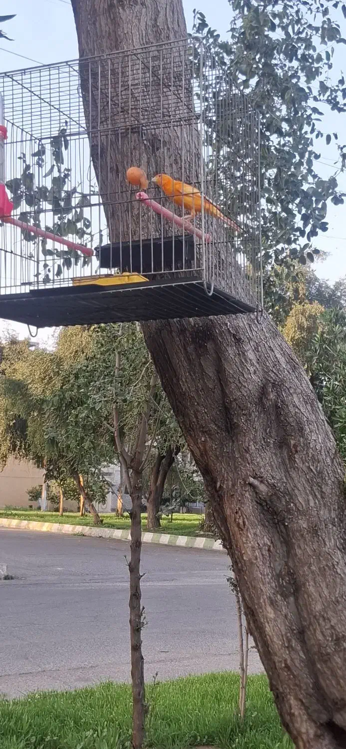 قناری نر|پرنده|اندیمشک, |دیوار