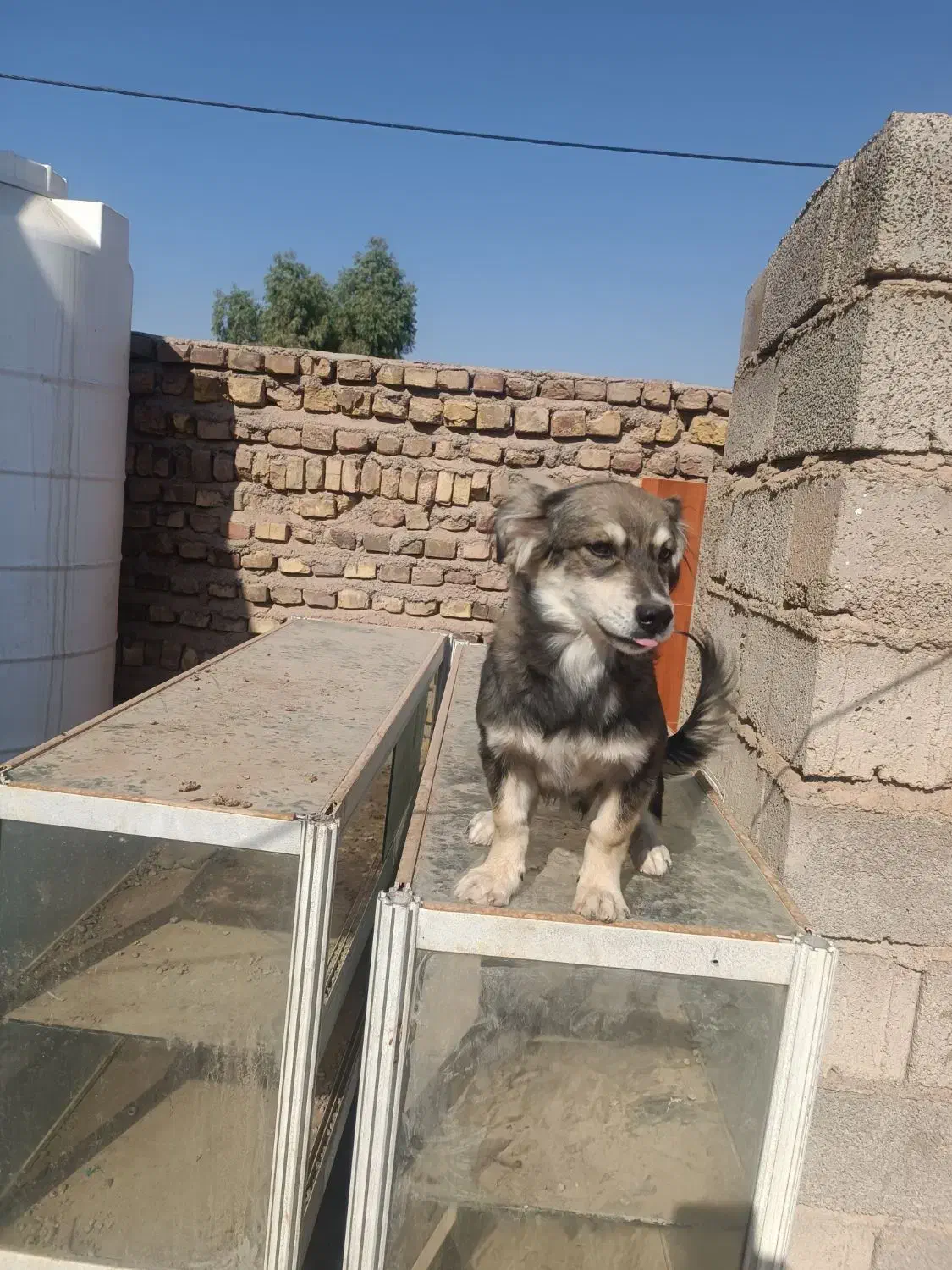 سگ گمشده|سگ|رفسنجان, |دیوار