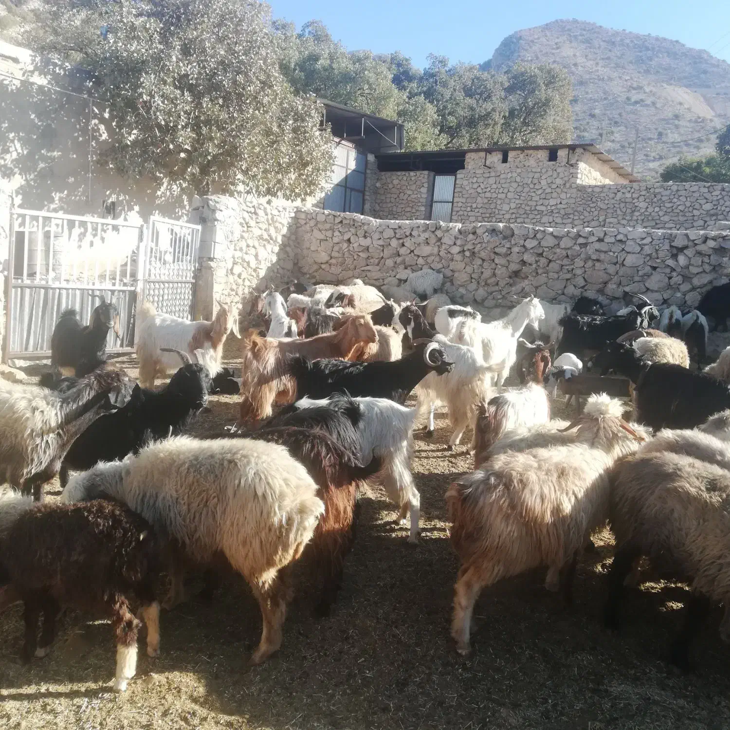 سلام فروش 30 راس بزابستن داشتی|حیوانات مزرعه|گراش, |دیوار