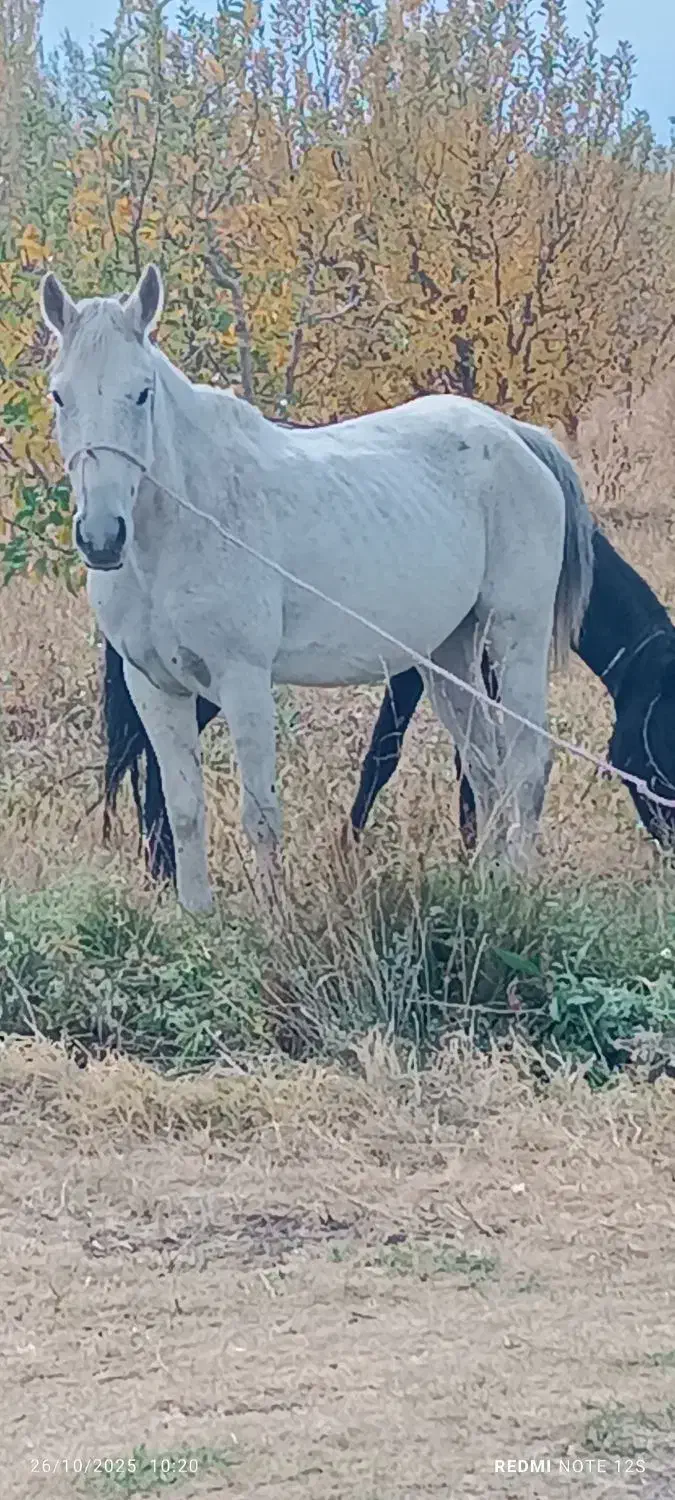 مادیون شی دانگ|اسب و تجهیزات اسب‌سواری|ارومیه, |دیوار