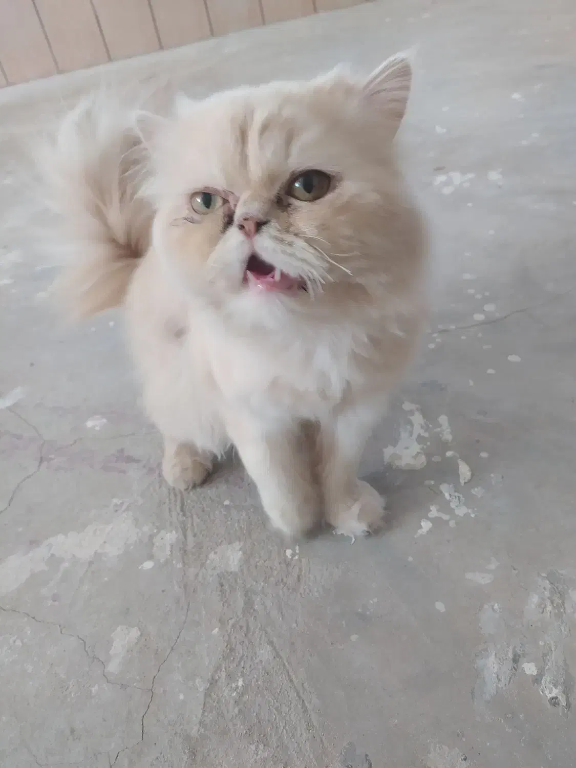 گربه پرشین|گربه|تربتحیدریه, آسایش|دیوار