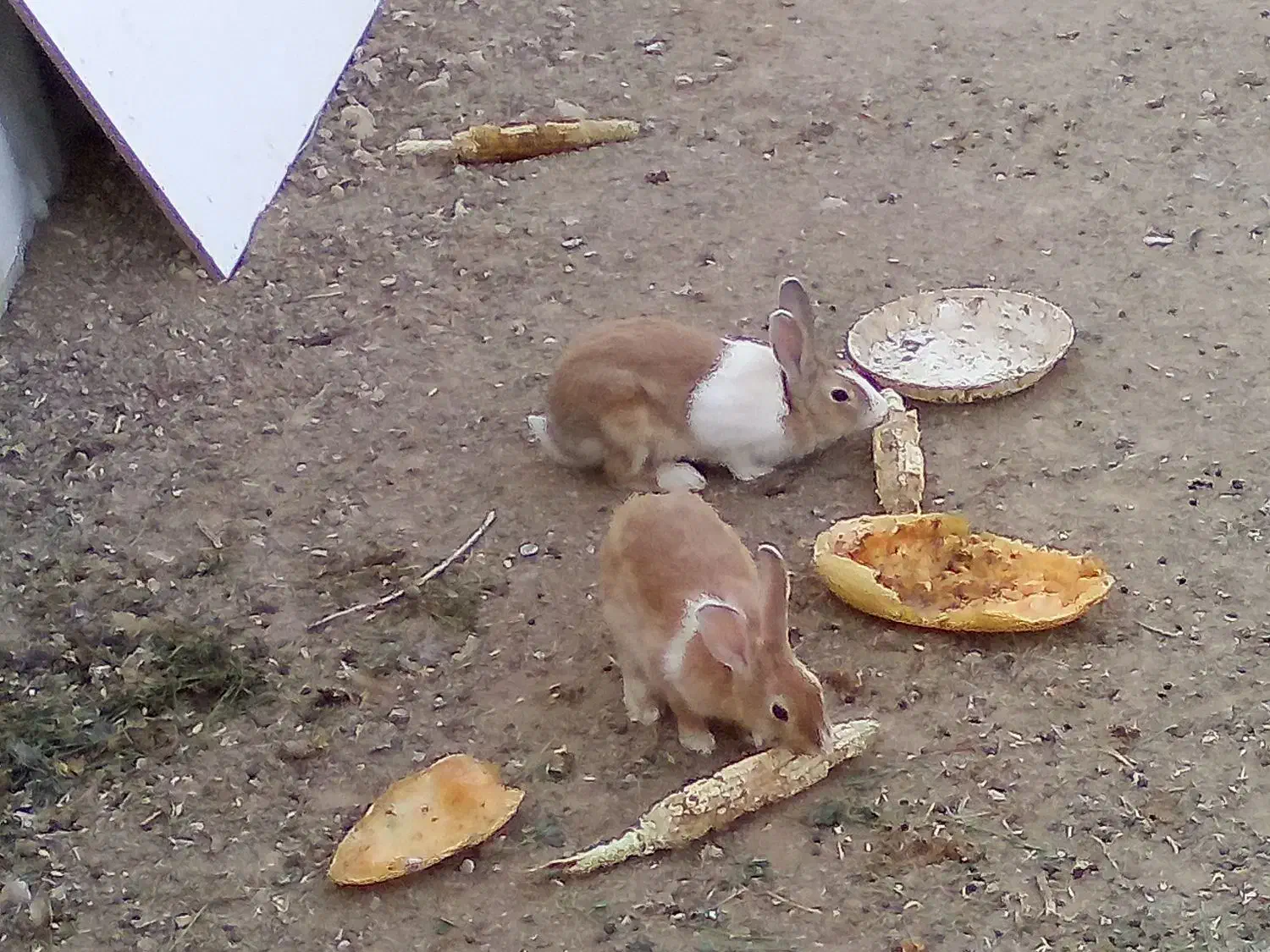 خرگوش دستی|موش و خرگوش|شاهینشهر, گرگاب|دیوار