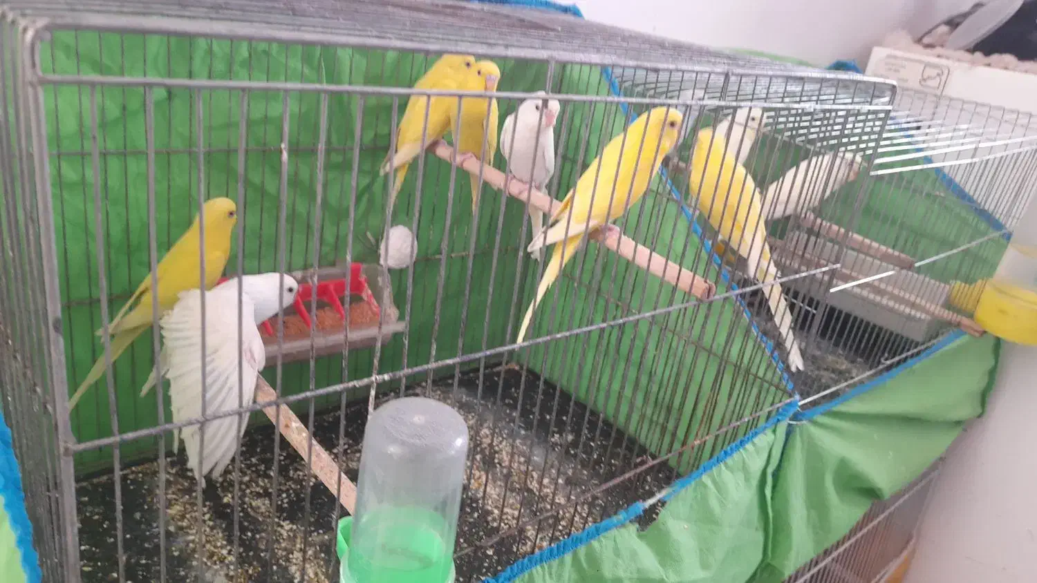 مرغ عشق هلندی|پرنده|کرمان, |دیوار