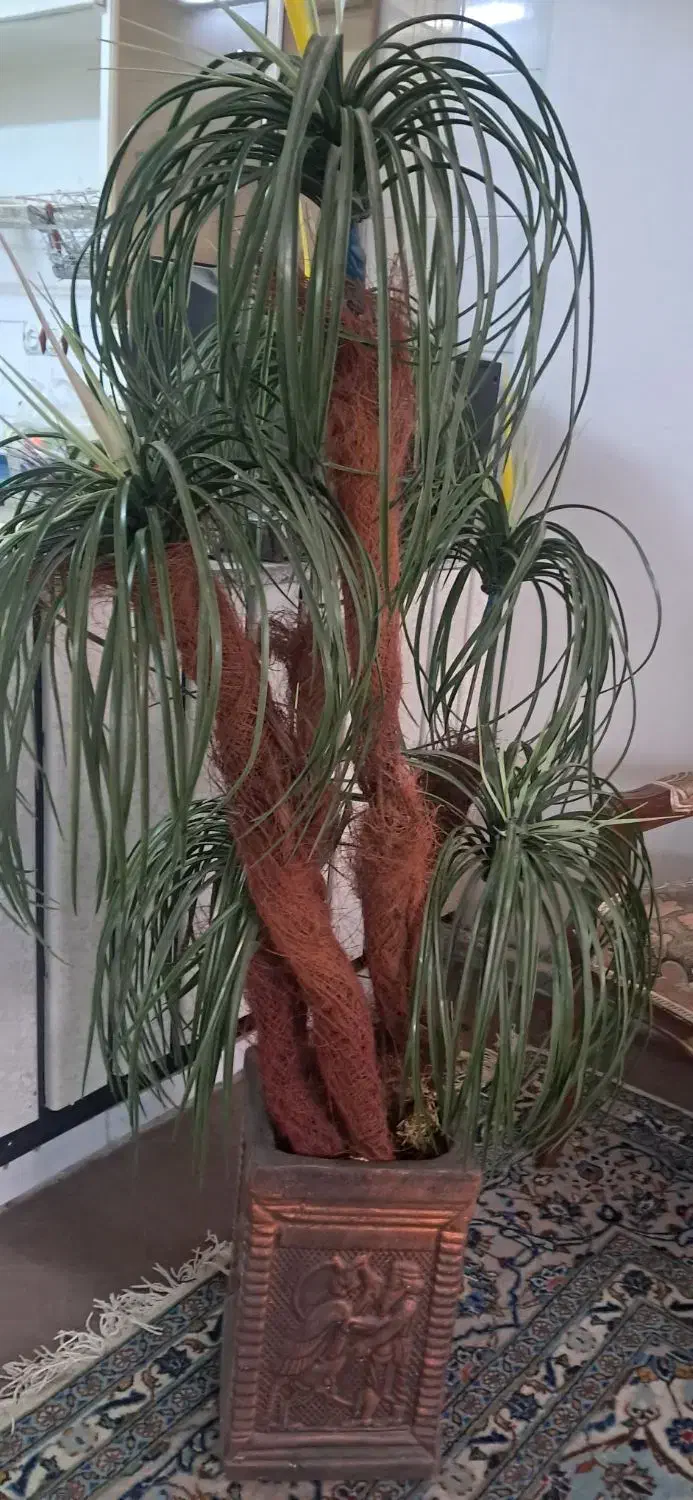 نخل مصنوعی|گل مصنوعی|اصفهان, جلالیه|دیوار