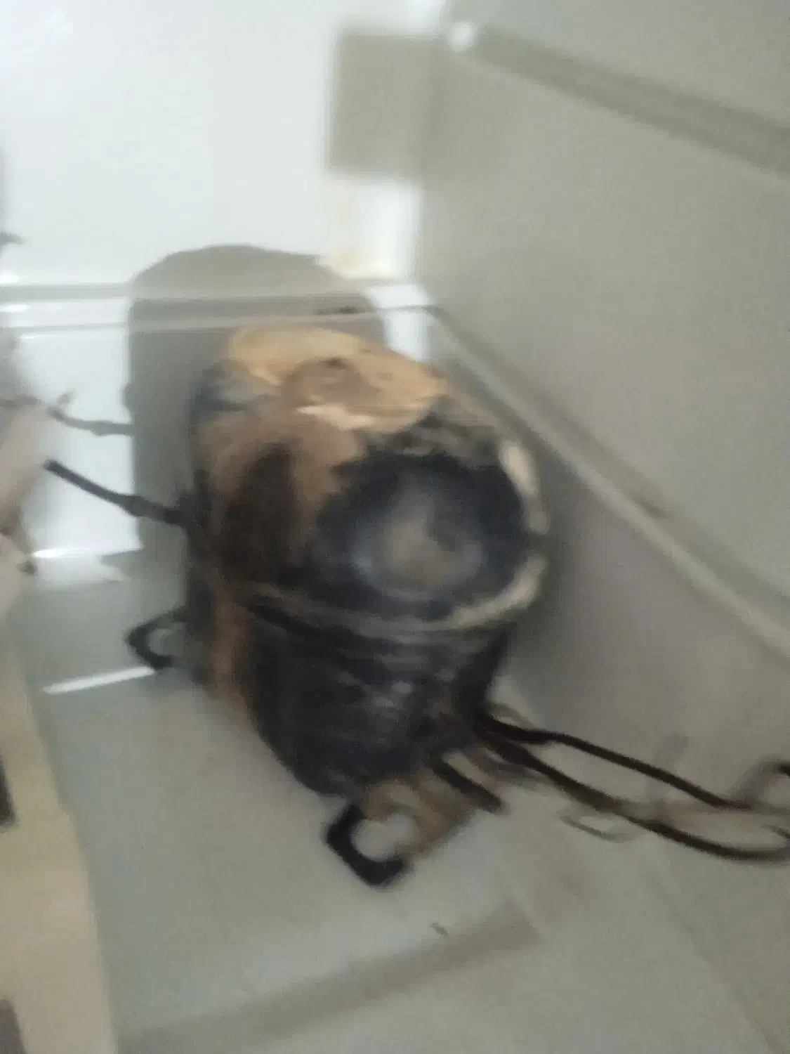 یخچال فریزر|یخچال و فریزر|کرباسک, |دیوار