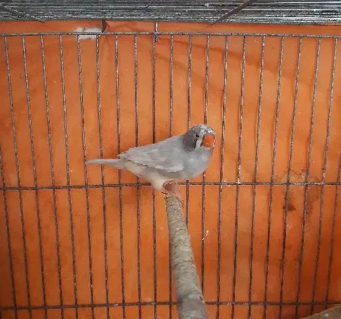 یه جفت فنچ لپ سیاه ماده سیلور|پرنده|رشت, لاکانی|دیوار