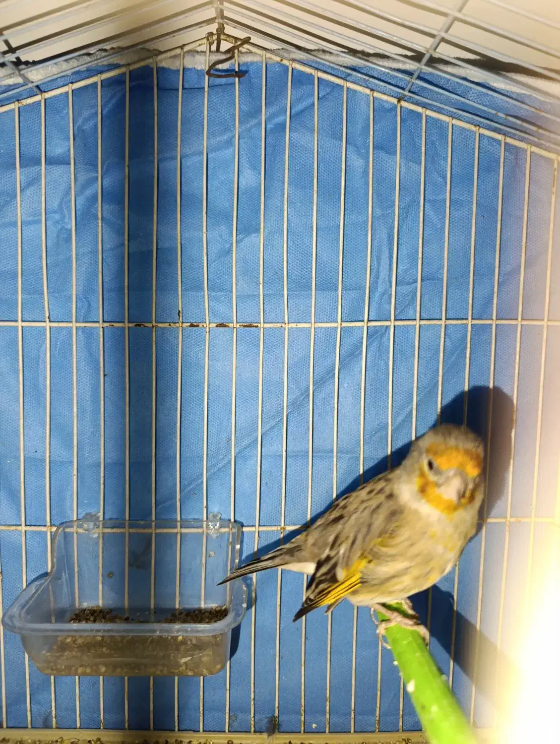 دورگ|لباس|کوهدشت, |دیوار