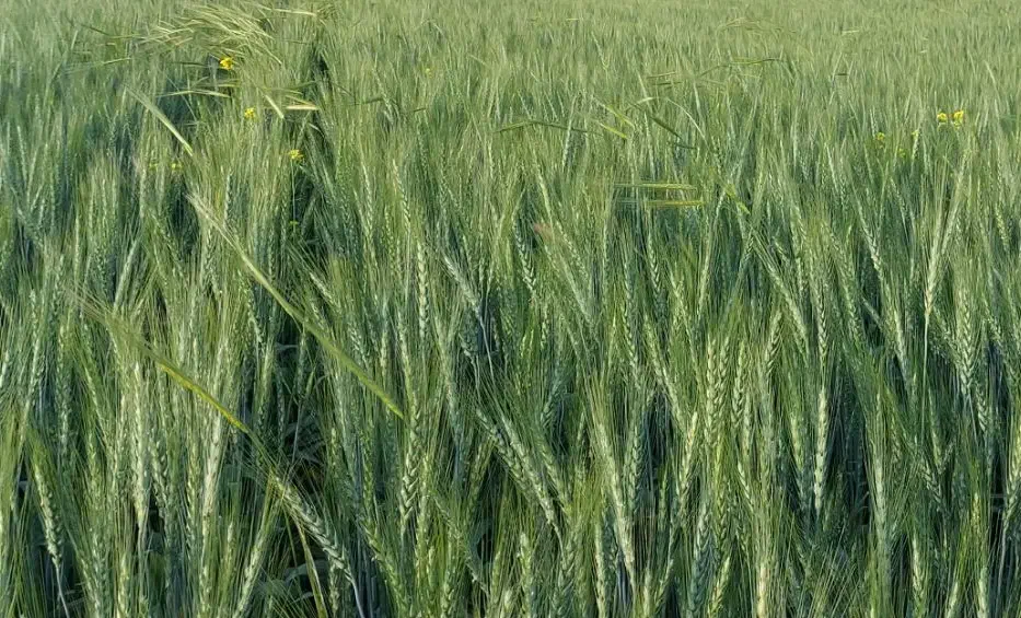 معاوضه ملک تجاری در کوهدشت با زمین کشاورزی|فروش دفتر صنعتی، کشاورزی، تجاری|کوهدشت, |دیوار