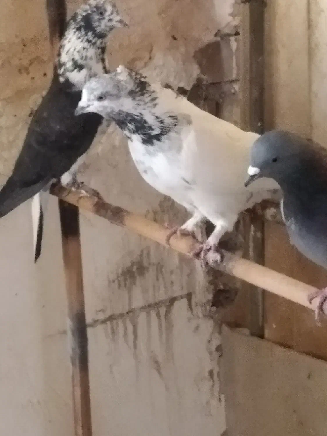 کبوتر پرشی|پرنده|یزد, |دیوار