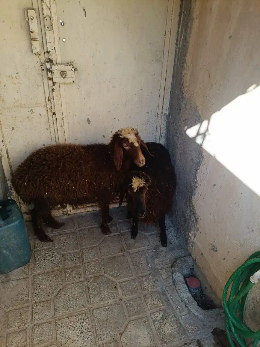 2راس بره ماده سالم سرحال جفتی 19 ملیون|حیوانات مزرعه|مریوان, |دیوار