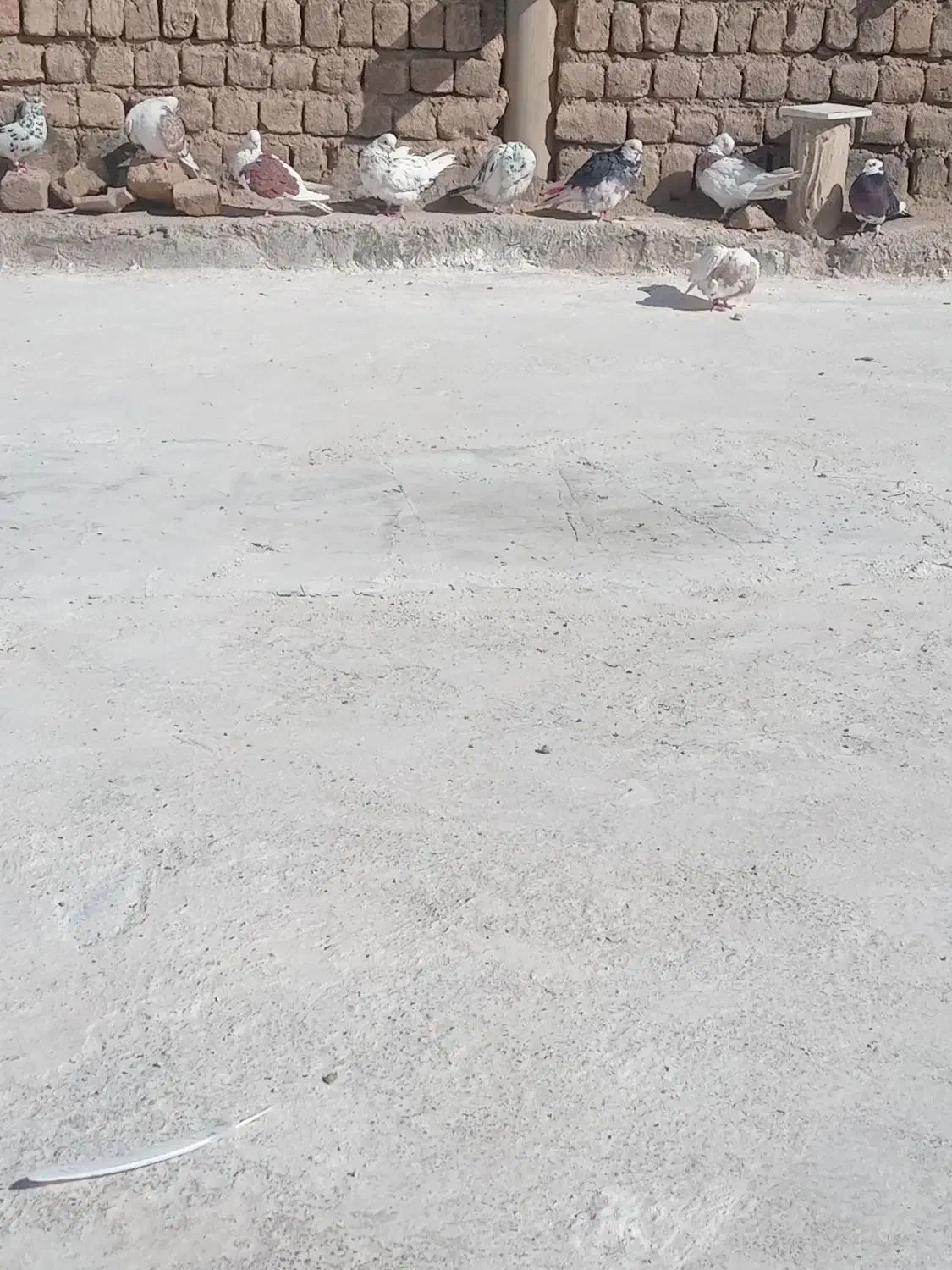 کفتر مفت|پرنده|قم, باغ شریفی|دیوار