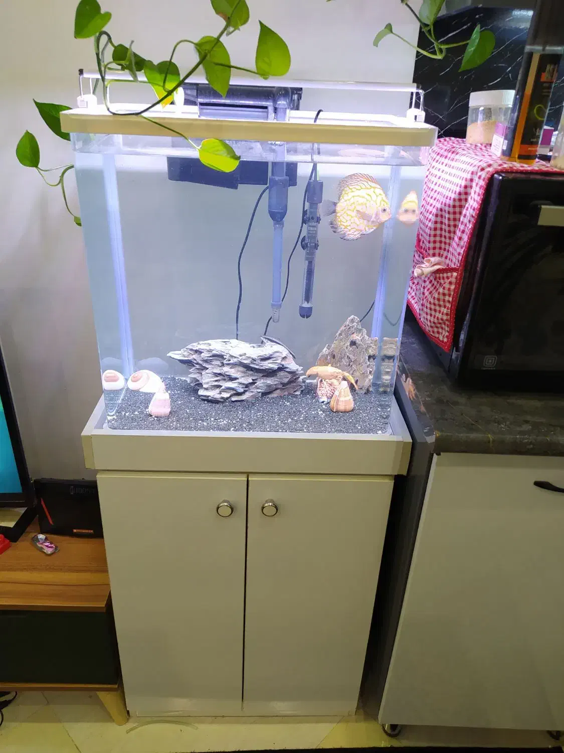 اکواریوم|ماهی|مشهد, تربیت (صدف)|دیوار