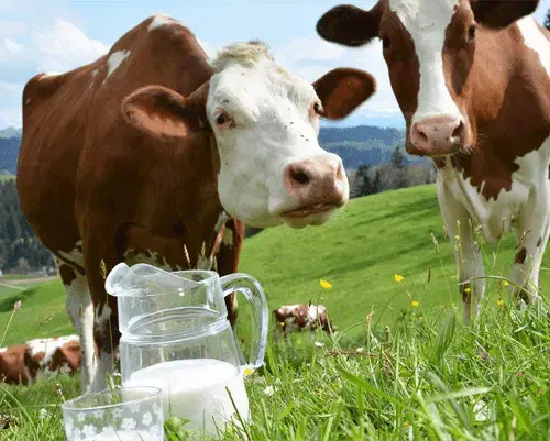 شیر پرچرب حیوانات مزرعه|حیوانات مزرعه|اهواز, آریاشهر|دیوار