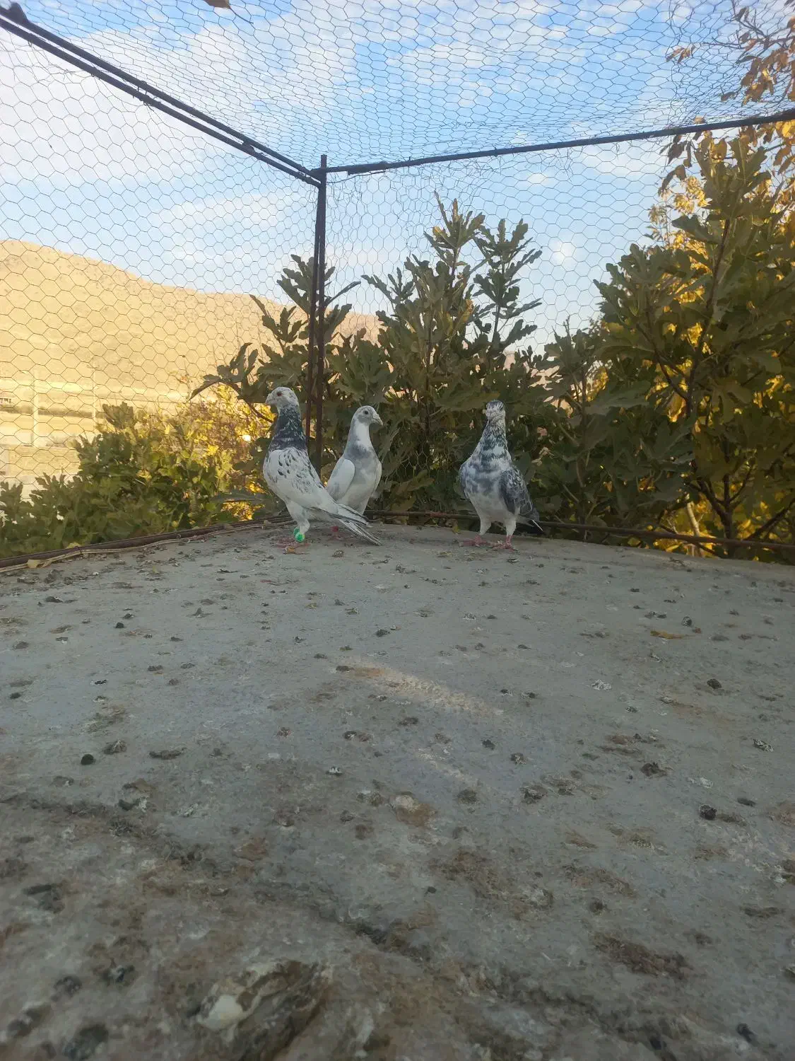 کبوتر جفتی|پرنده|پاسارگاد, |دیوار