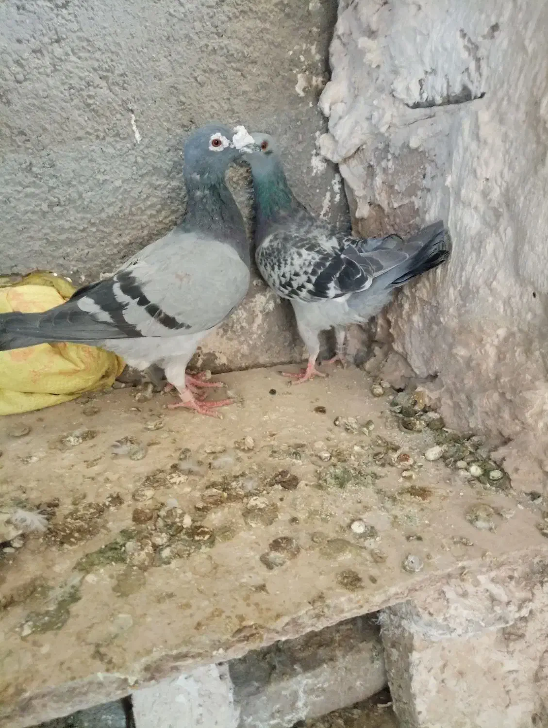 کبوتر|پرنده|تربت‌حیدریه, جانبازان|دیوار