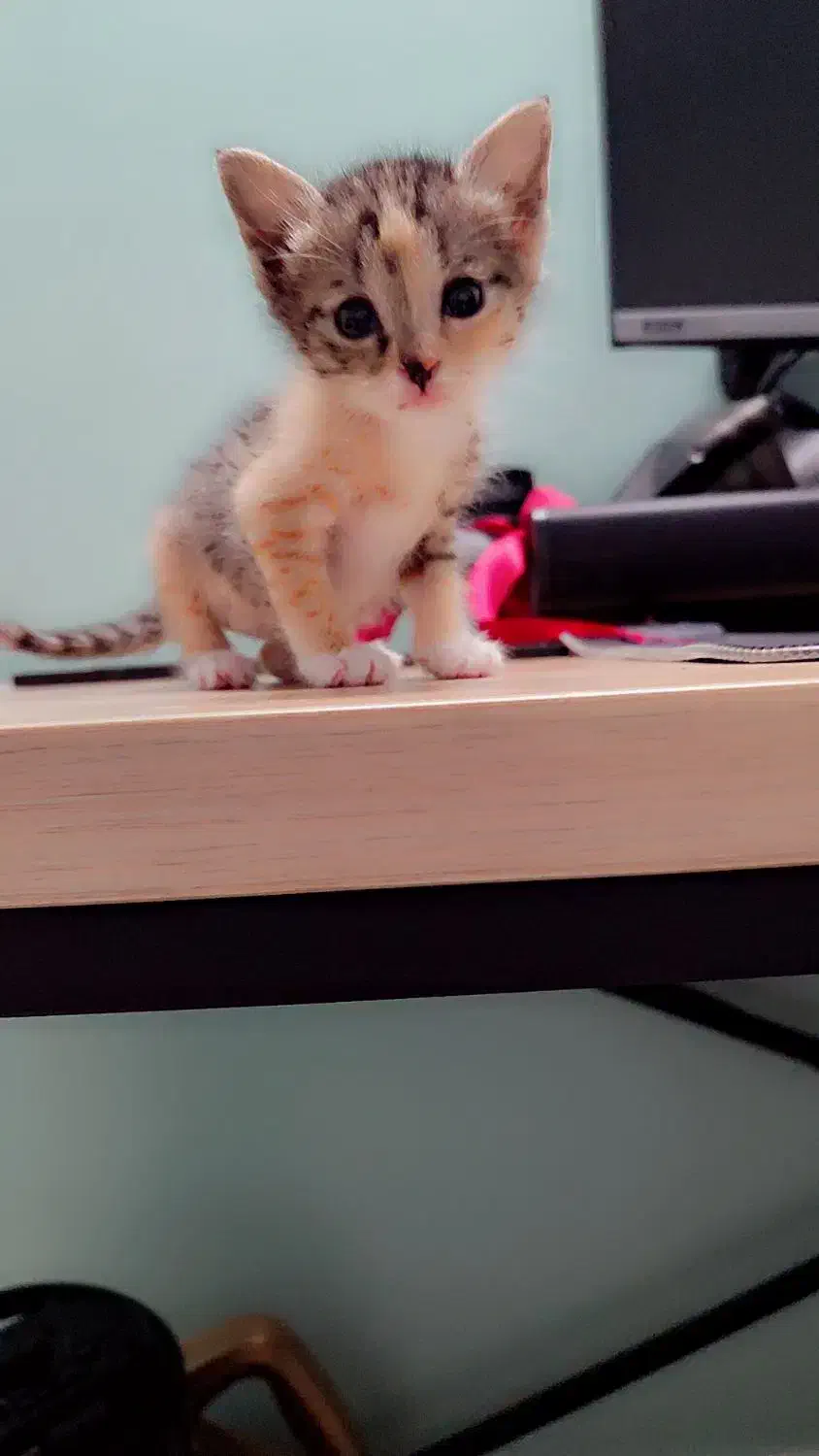 دنیای گربه ها|گربه|ری, شهرری|دیوار