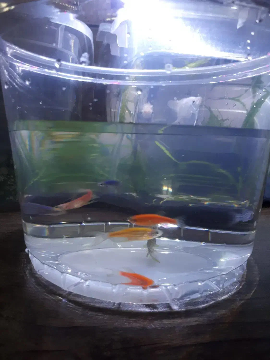 تعدادی ماهی آکواریوم|ماهی|قائم‌شهر, |دیوار