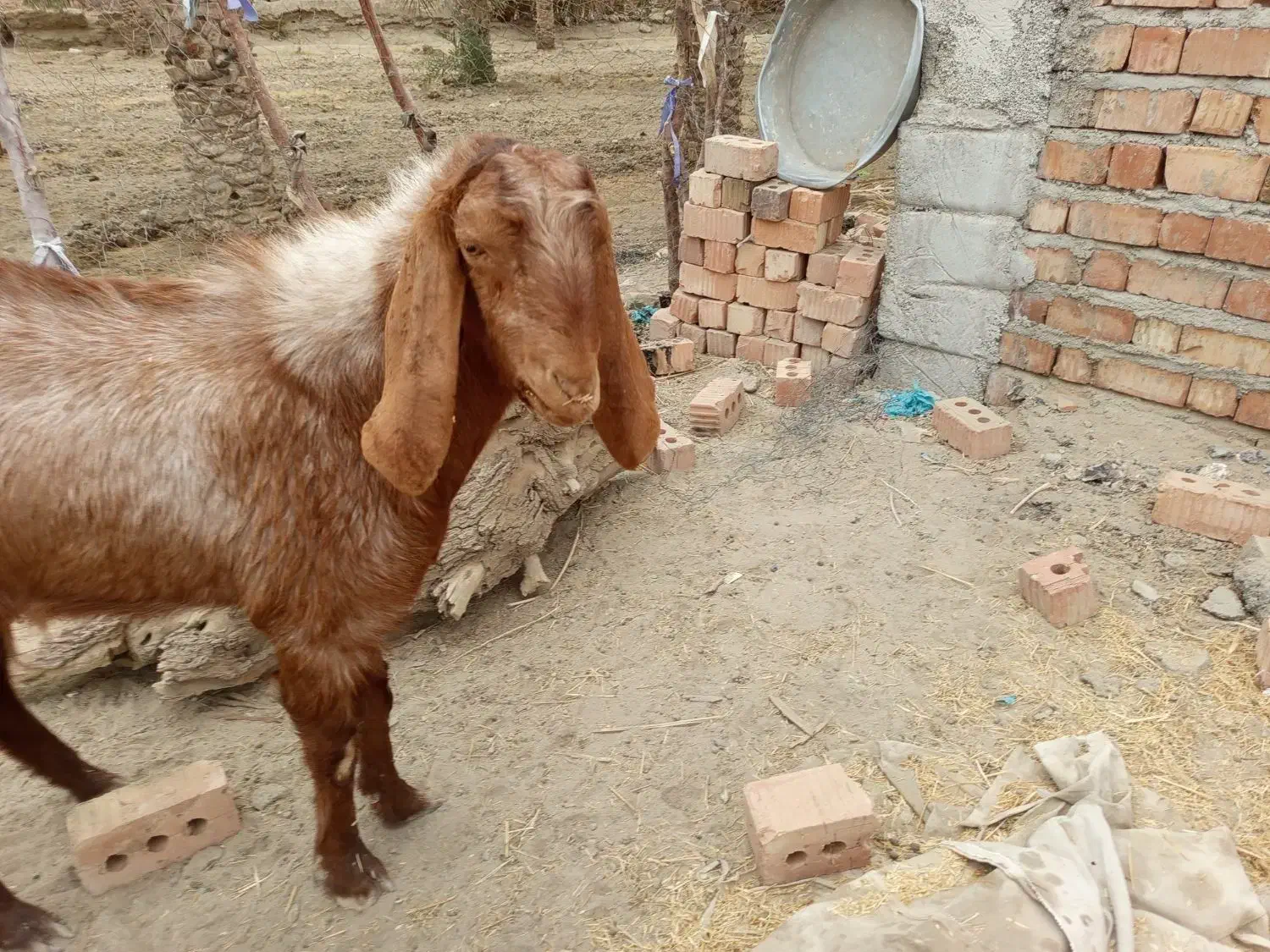 پیشکاباد|حیوانات مزرعه|کلاتان, |دیوار