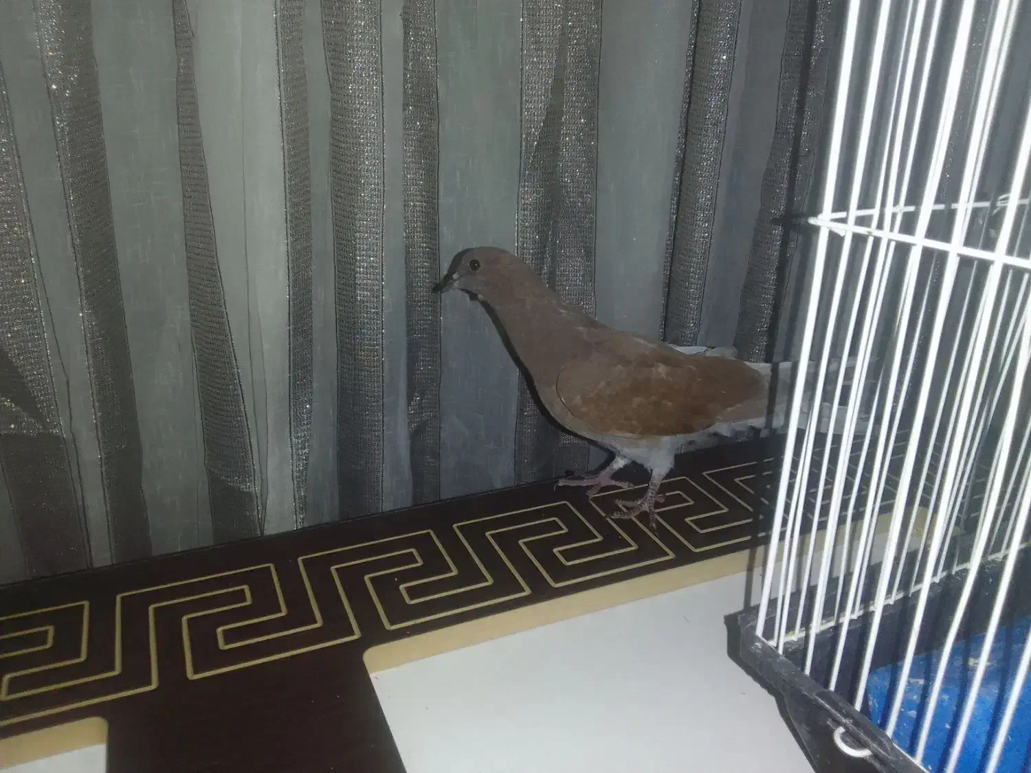 جوجه جیر پرشی سنگین ساعت|پرنده|شاهین‌شهر, شهرک گلدیس|دیوار